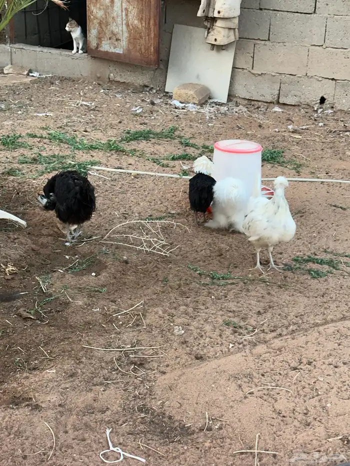 للبيع دجاج أمريكي 1