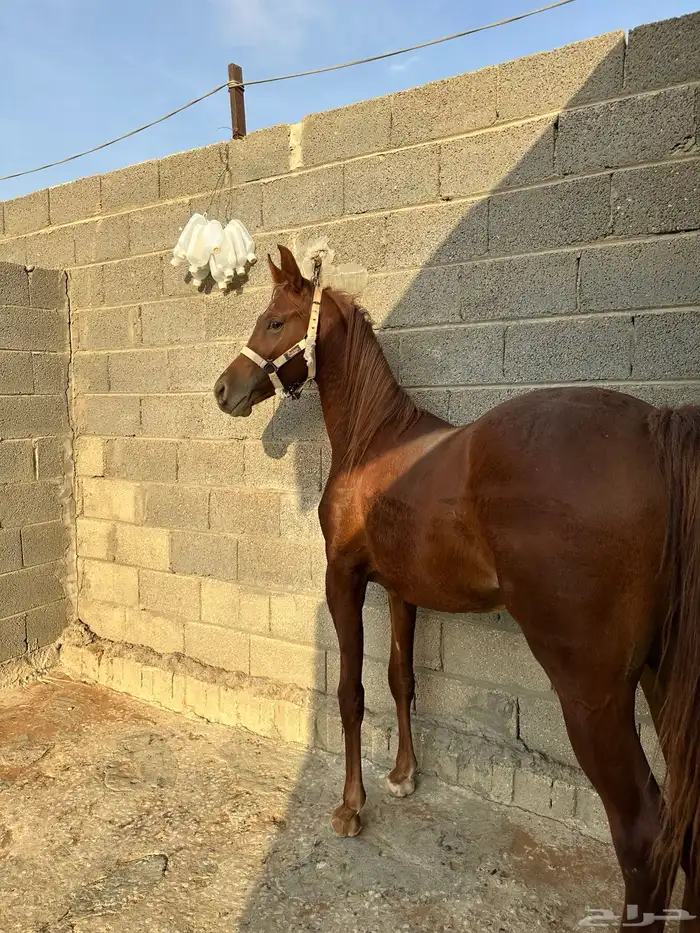 مهر للبيع شعبي 8