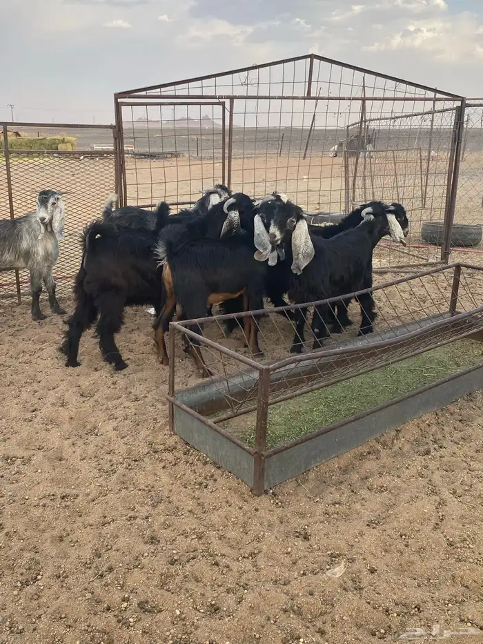 تيوس عوارض جبره 2