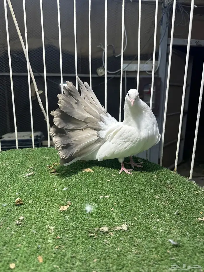 للبيع جوز   طبه كبيره 10