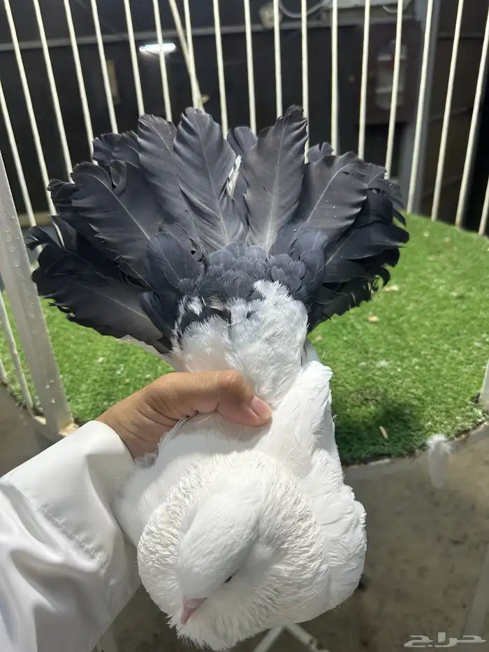 للبيع جوز   طبه كبيره 2