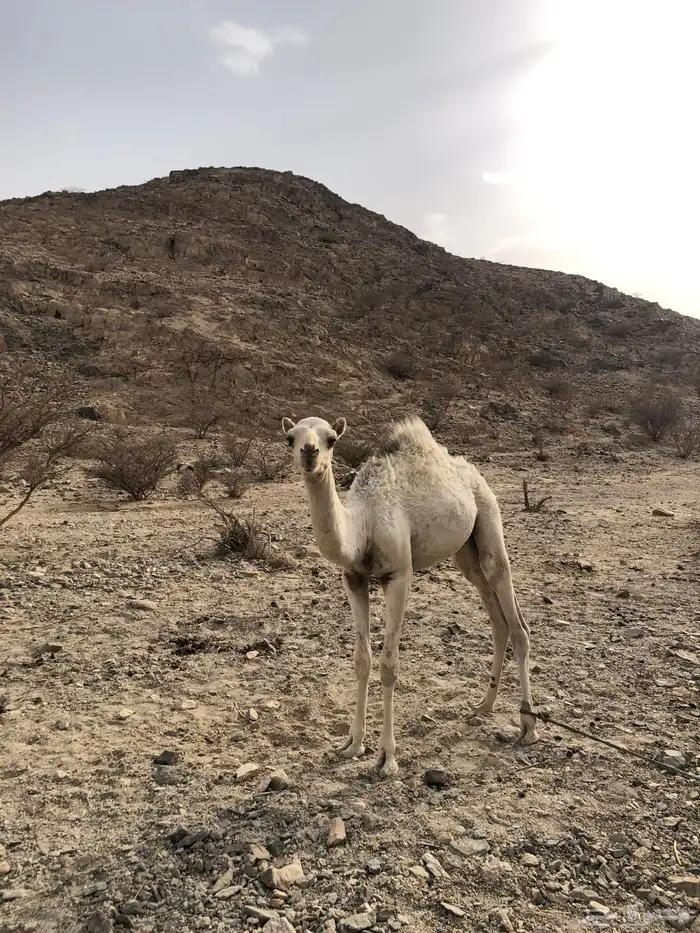 قعود ما شاءالله تبارك الرحمن للبيع ماسيم. 4