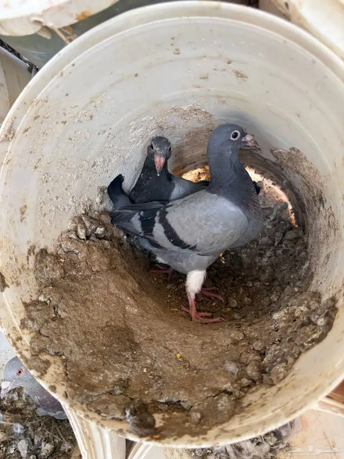 فراخة حمام زاجل ازرق وفرنسي ابيض وسلفر 2