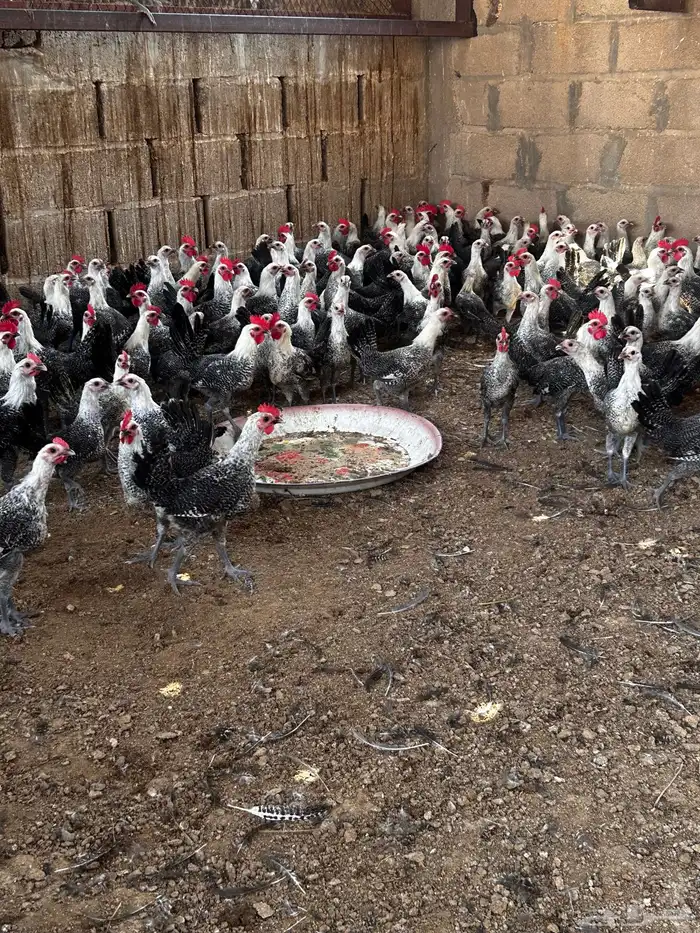 دجاج وديكه فيومي 0