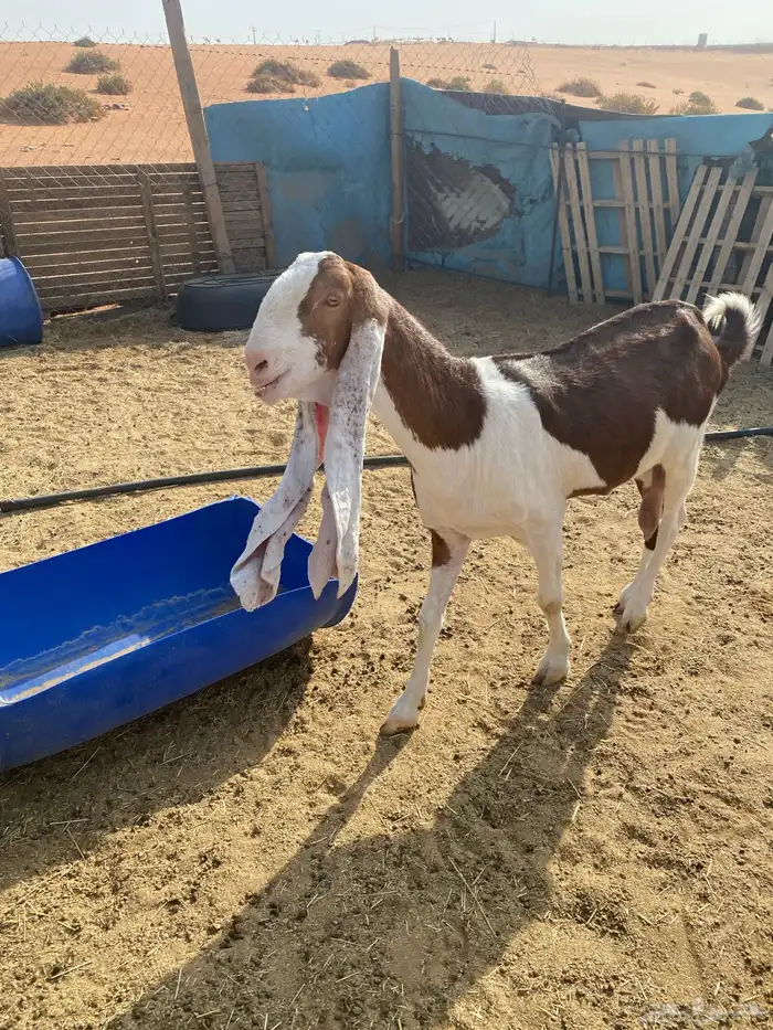 عنز هولنديه طيبه دافع 3