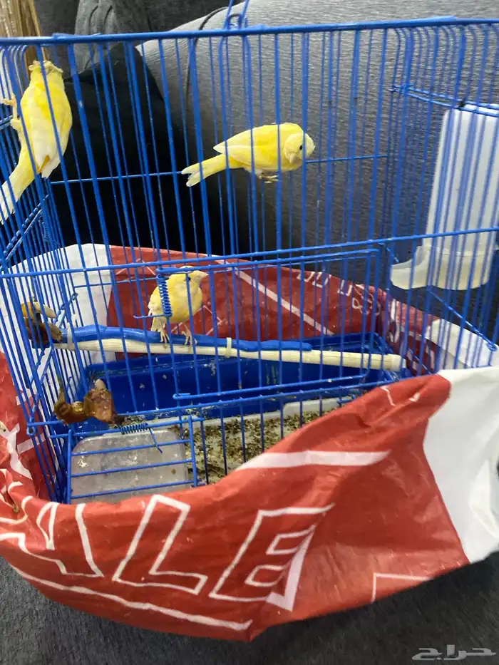 كناري سوري 3