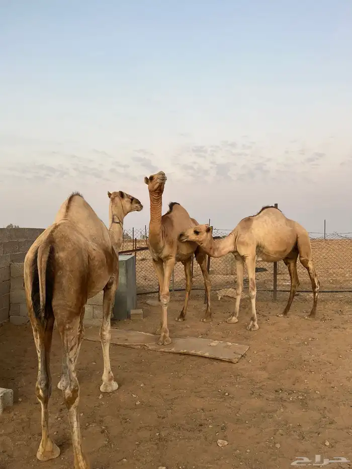 قعدان مستورد سمان طيبه 2