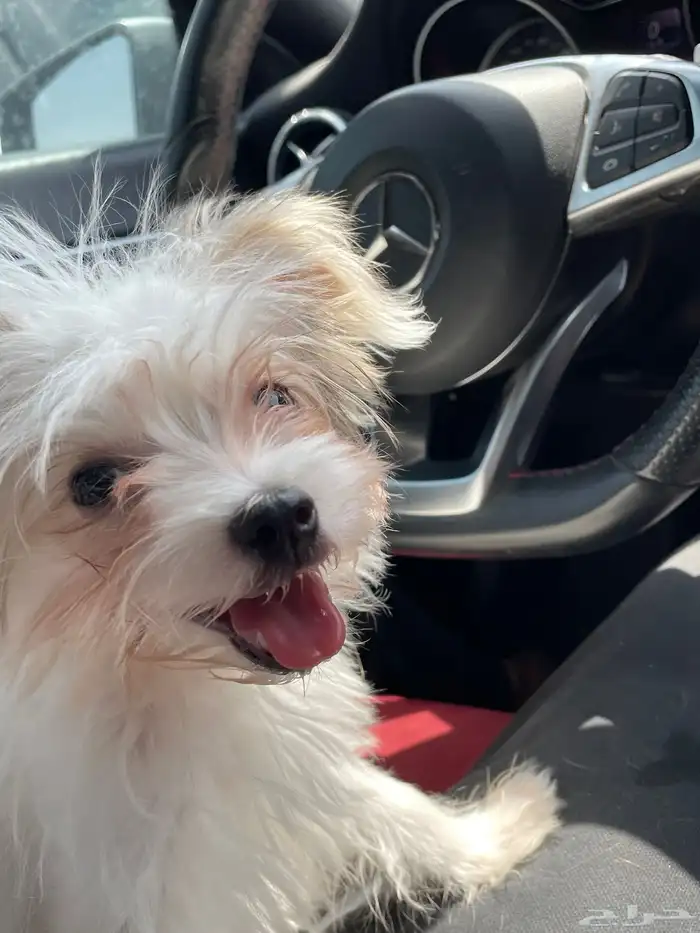 Yorkie Terrier Female puppy dog 0
