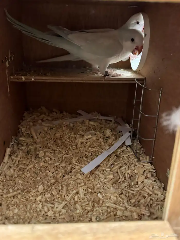 جوز كويكر محلل منتج 3
