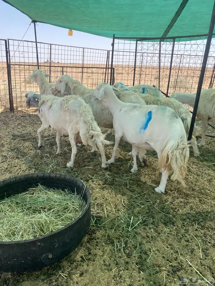 شياه دفييع ومضاريع فواخر 5