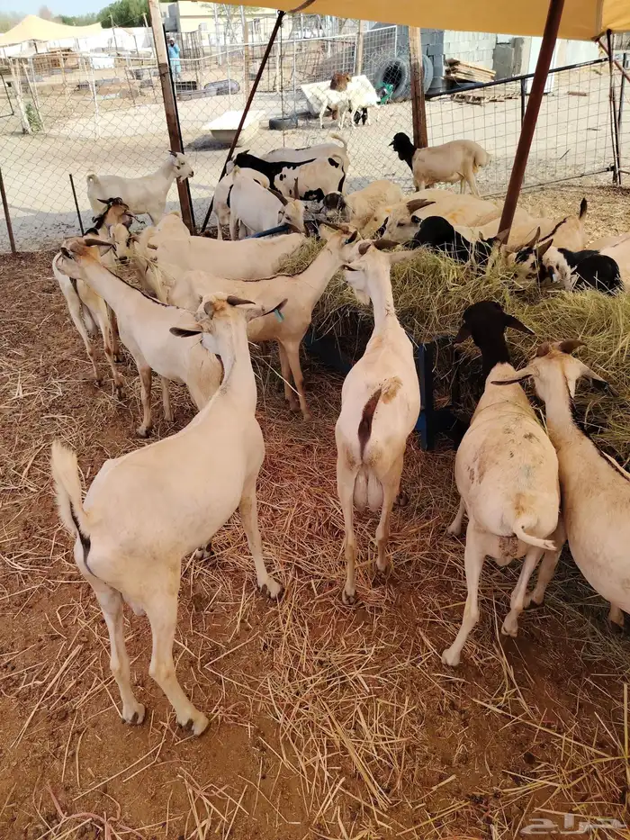 جمله وتفريد برابر وتيوس مرابي 3 شهور 1