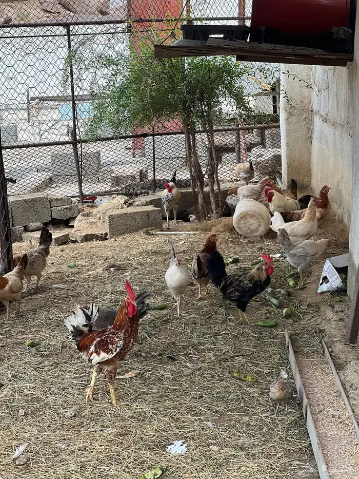 دجاج بلدي وسمان 2