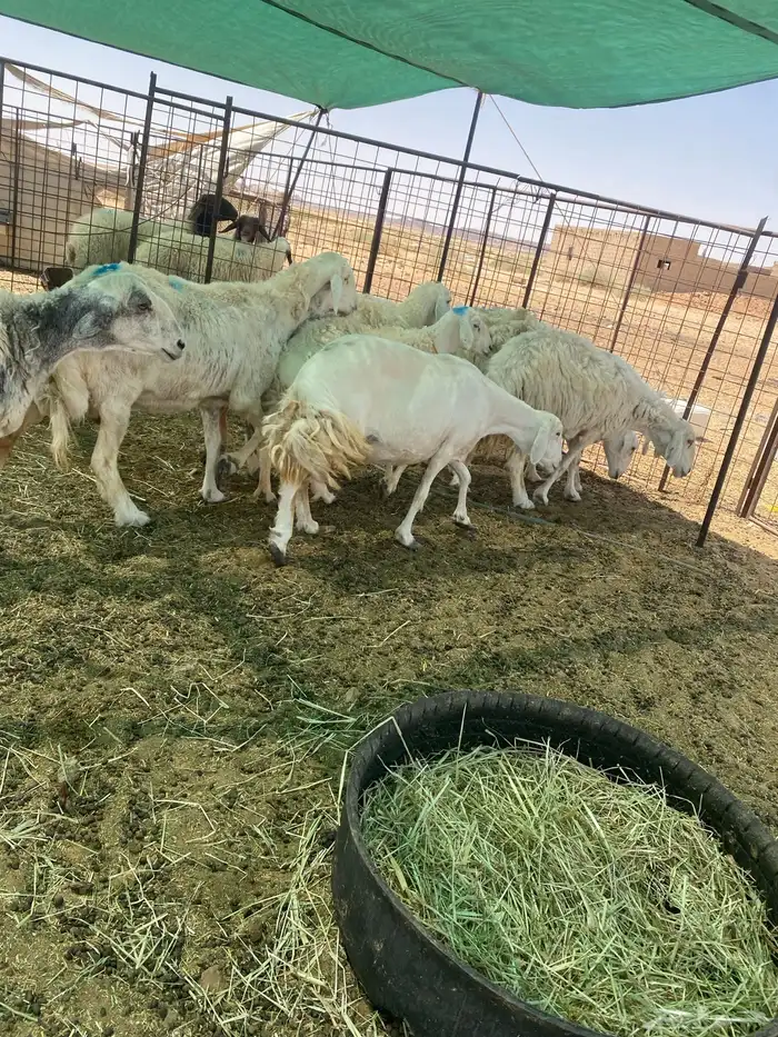 شياه دفييع ومضاريع فواخر 2