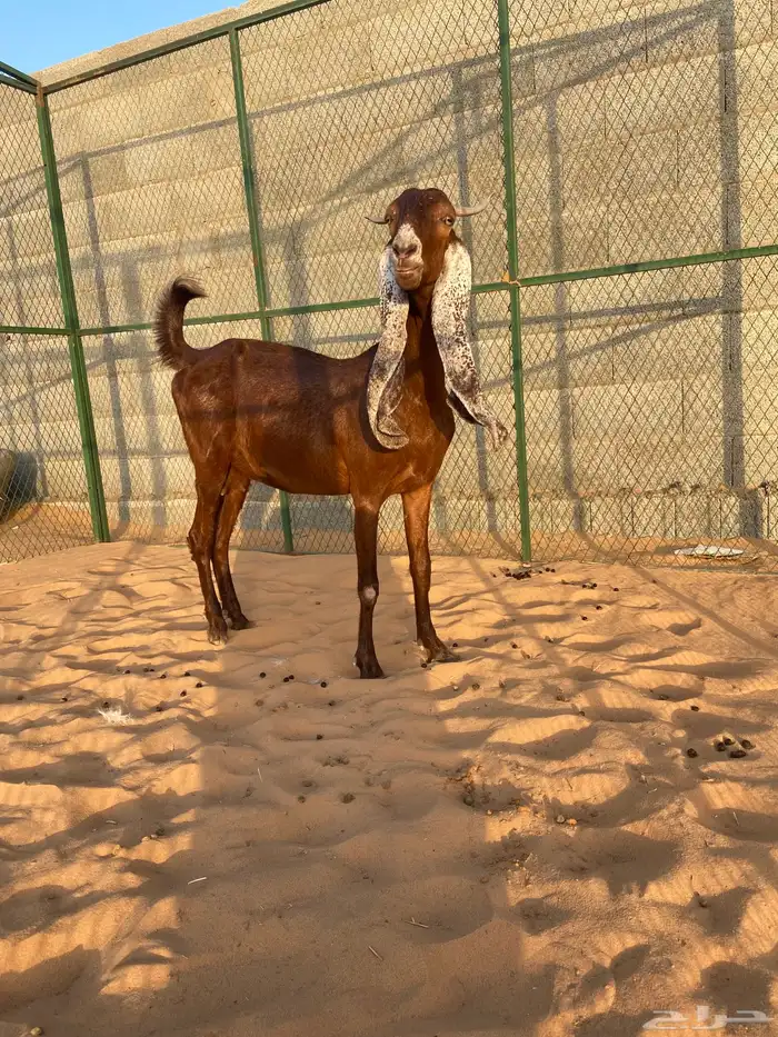 للبيع عنز هولنديه 2
