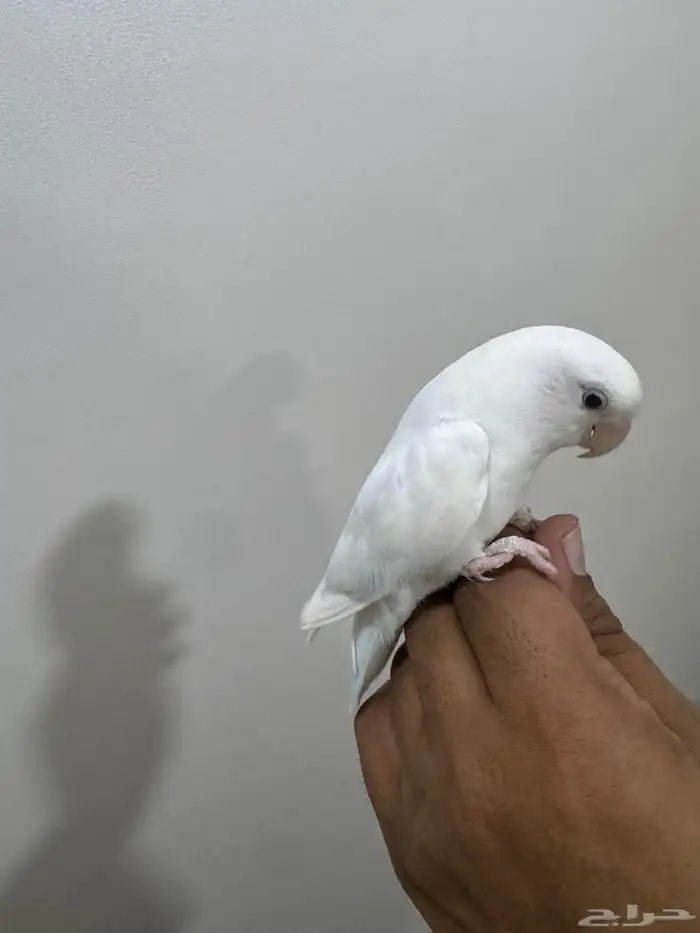 روز 3