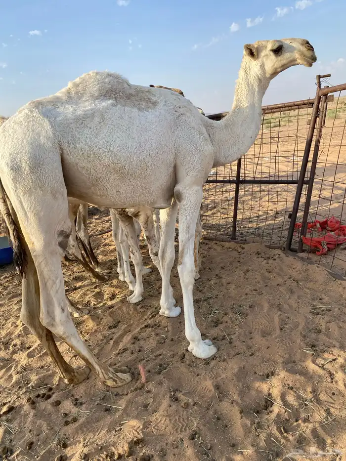 قعود أوضح 0