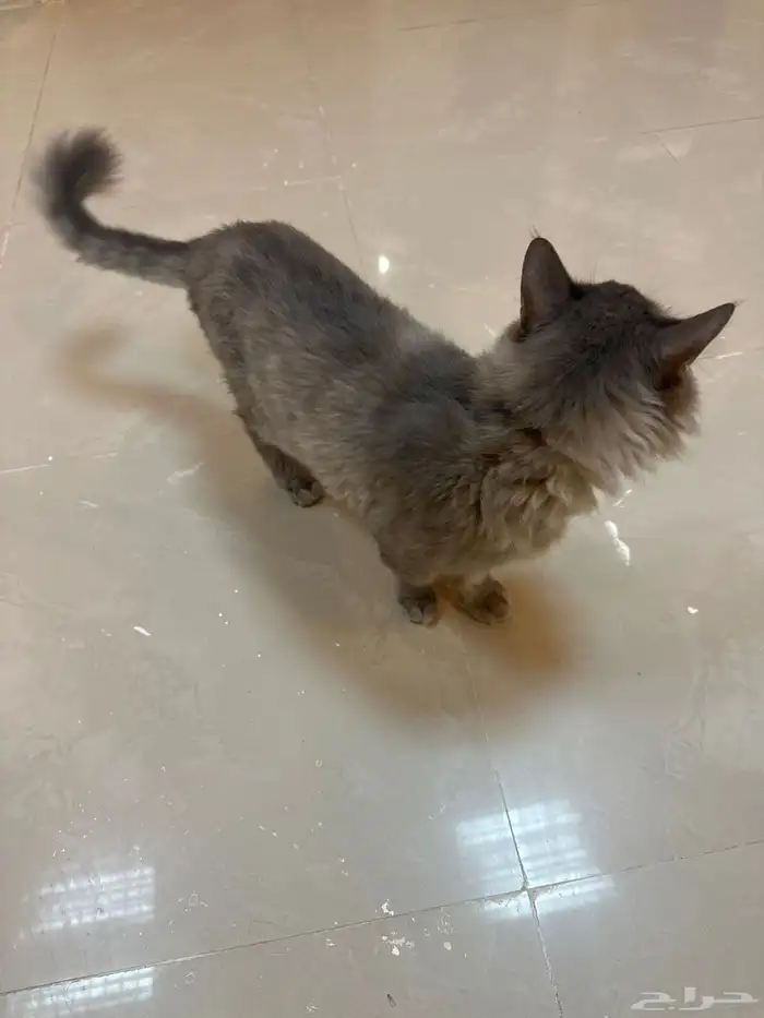قط تبني 1
