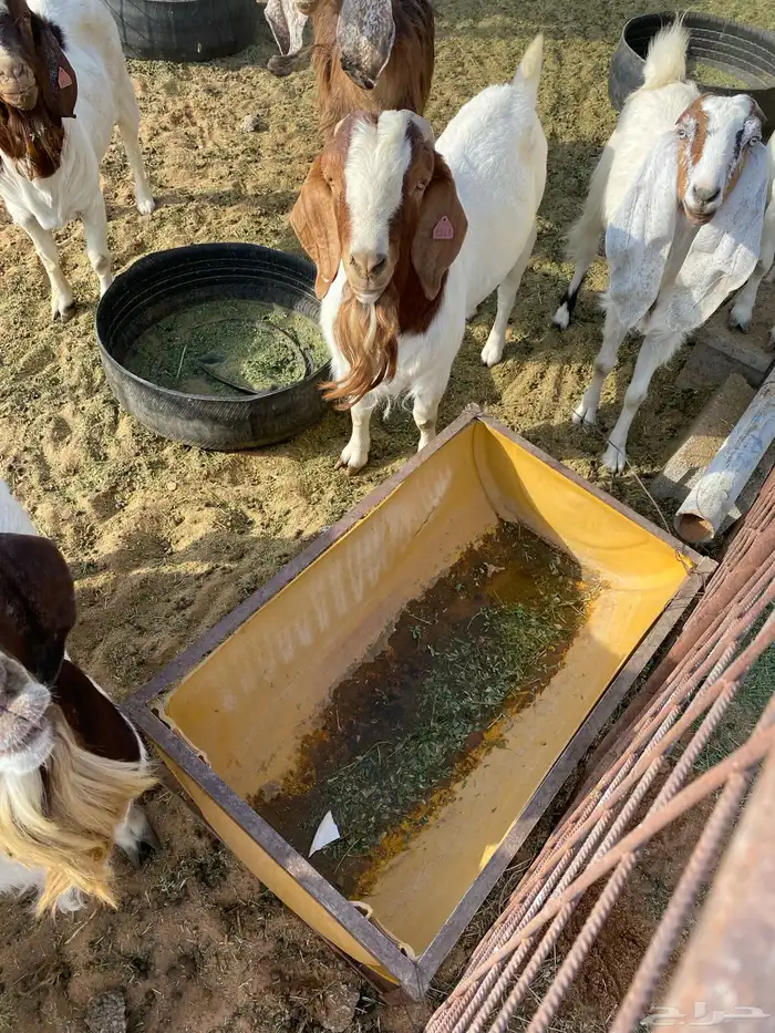 ماعز بورقيت 7