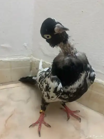 حمام 0