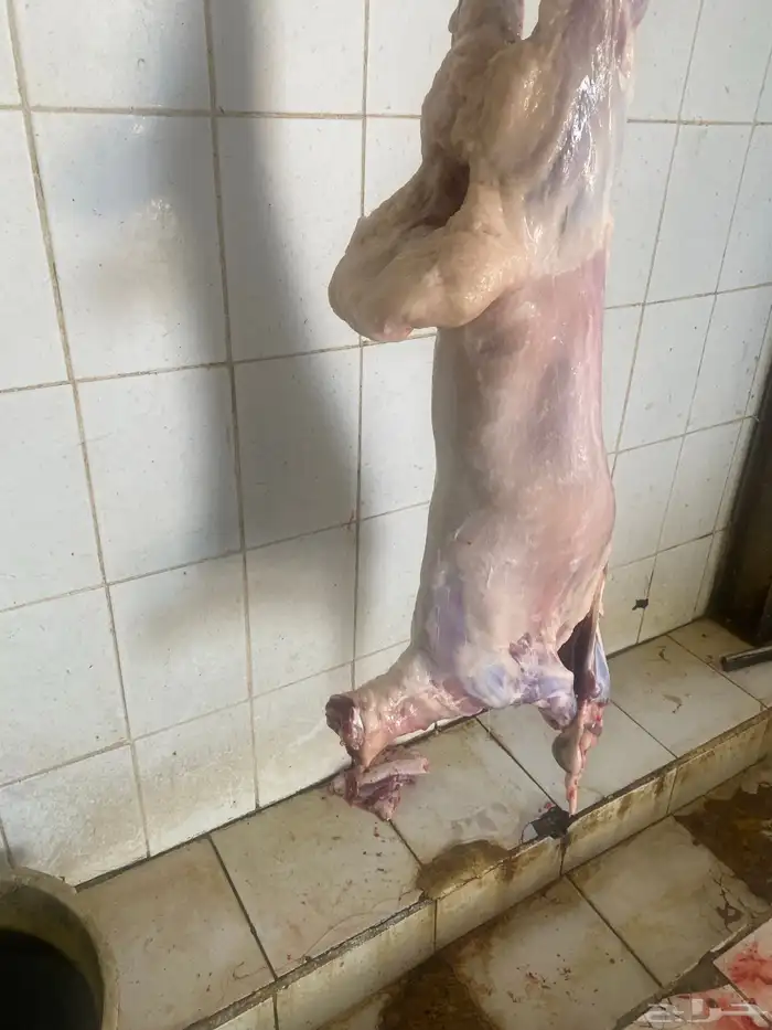 برابر بربري ذبح 3