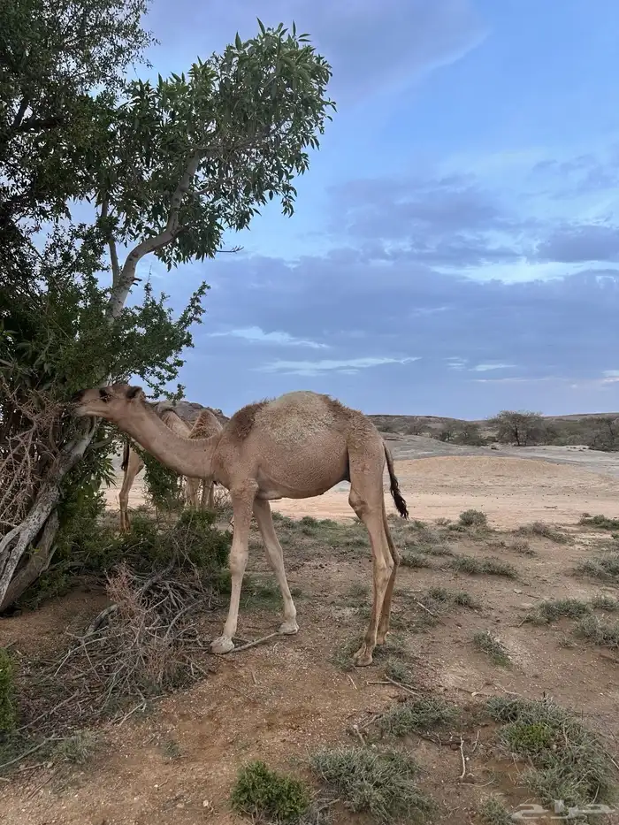 حشوان بلدي حاشي قعود قعدان 6