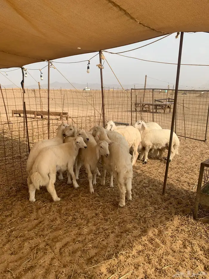 حري ذبايح ثلاجه طليان ذبائح مناسبات يوجد صلخ وتوصيل 1