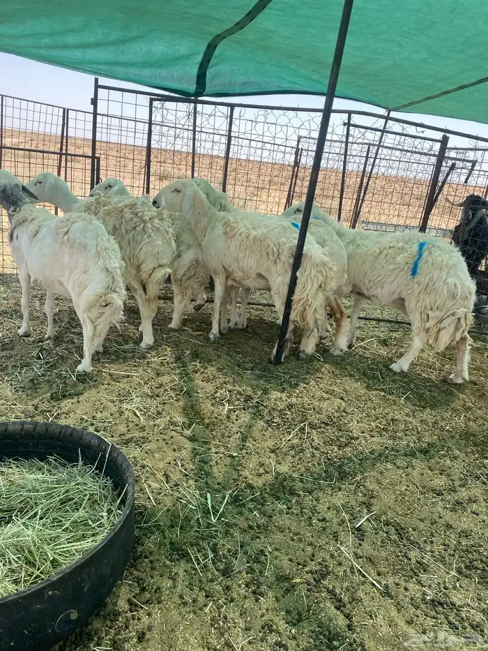شياه دفييع ومضاريع فواخر 3