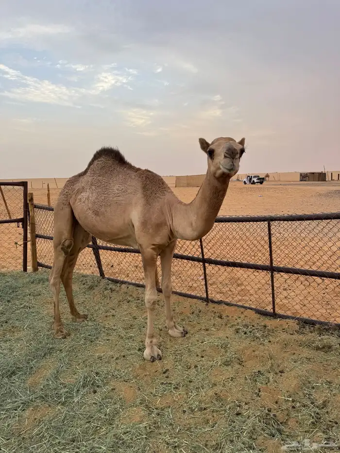 قعود 0