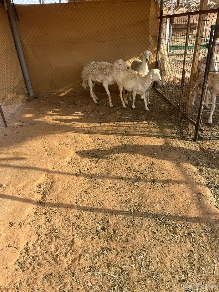 خروف مشروط من المالطيه وينسف 0