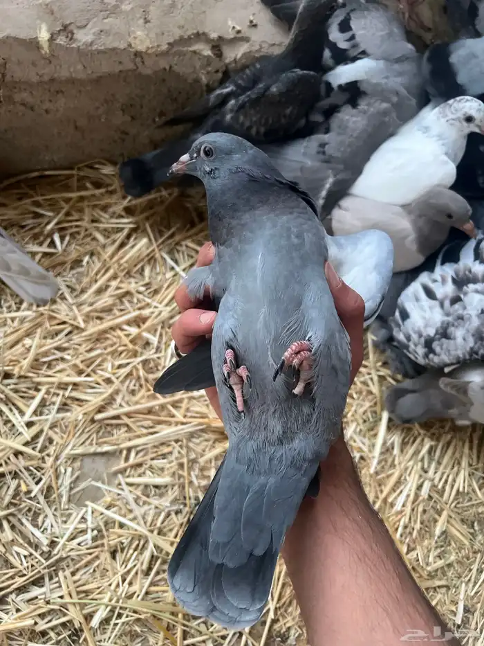 زغليل فرنسي زاجل سوبر جانبو 1