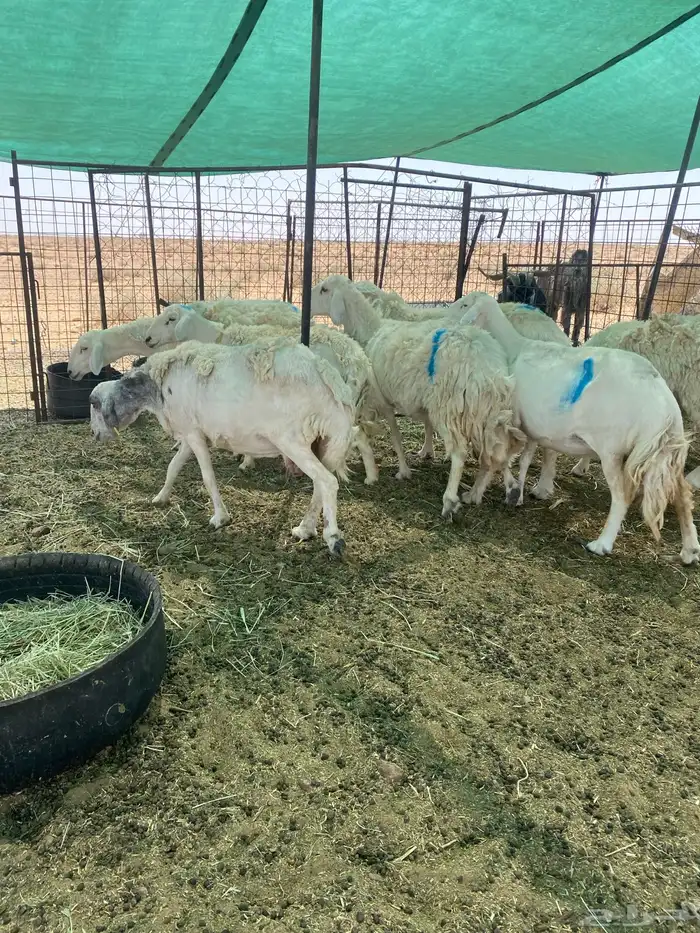 شياه دفييع ومضاريع فواخر 0