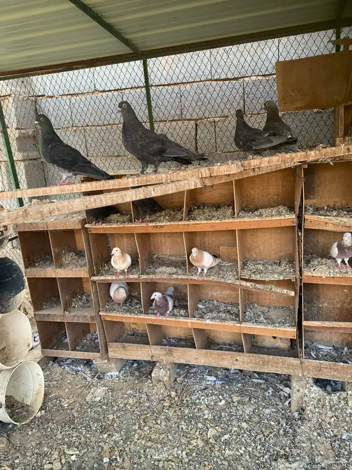 حمام فرنسي جامبو وسلفر ومشكل 2