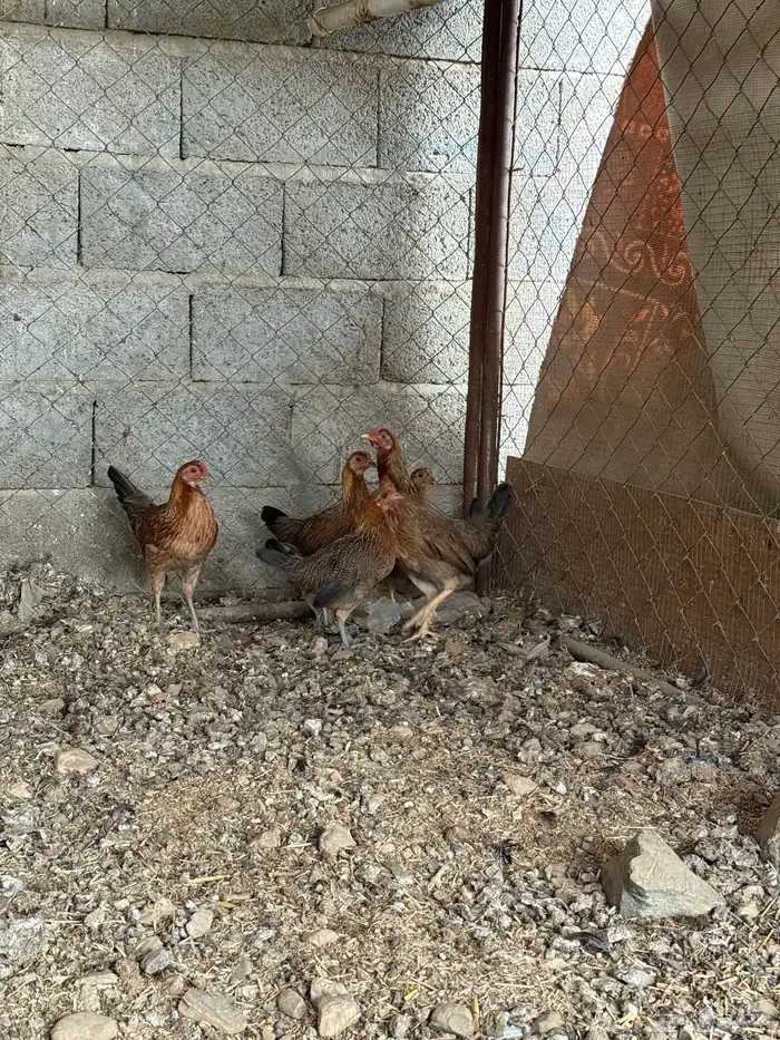 طقم دجاج عربي لون فري 2