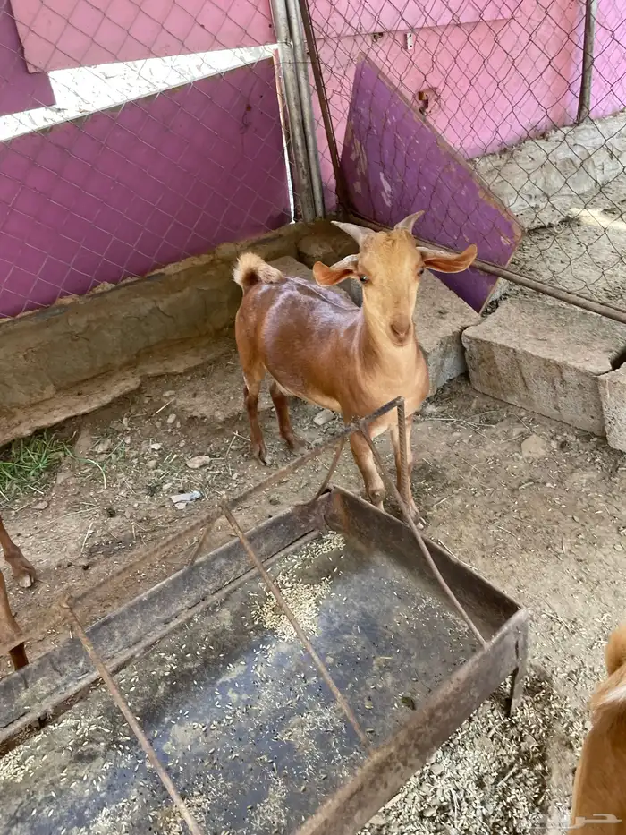 للبيع تيوس بلدي 15