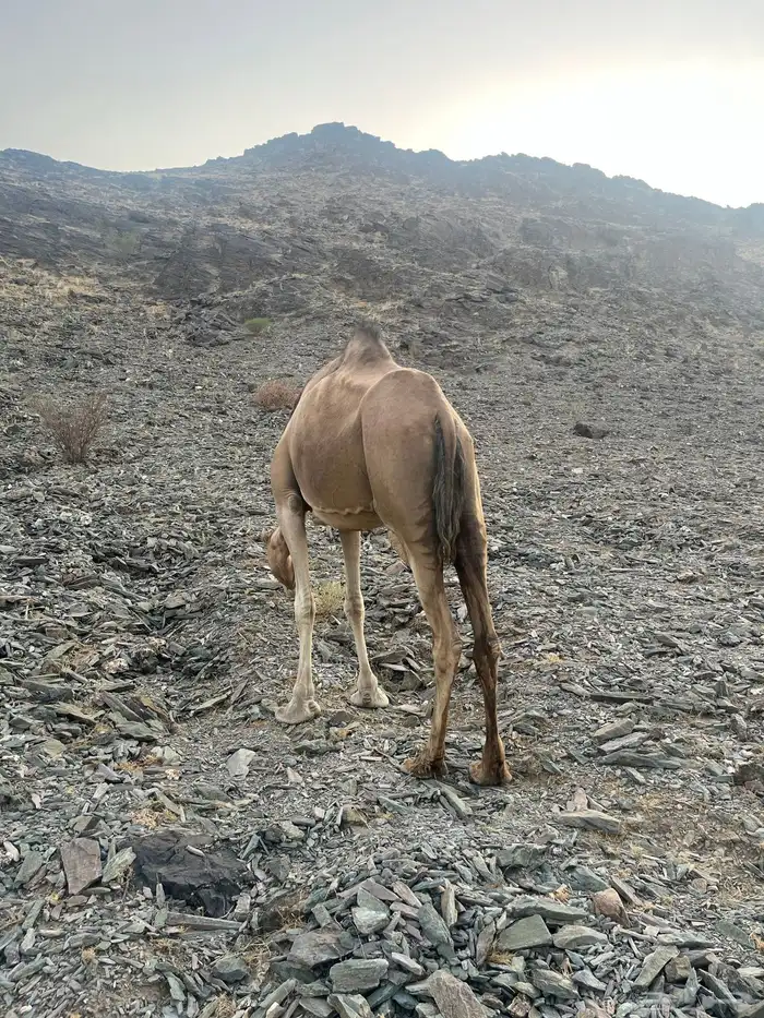 ناقه حمرا دهماء 14