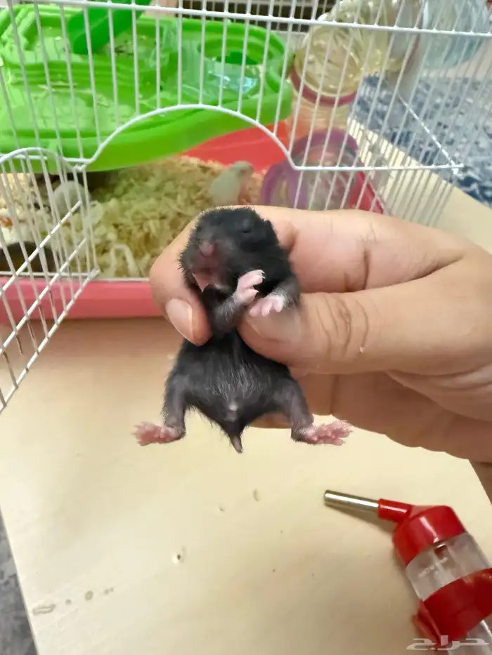 هامستر بيبي صغيره كيوت ما تعض في عده الألوان عمر شهر 2