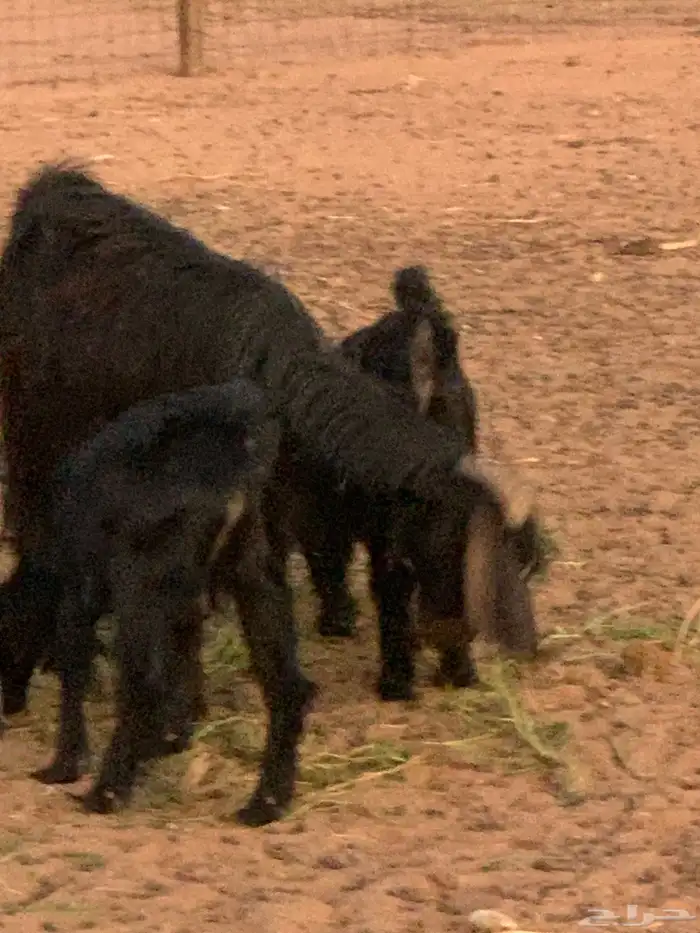 عنز ثنية طيبة معة اثنين تيوس 3