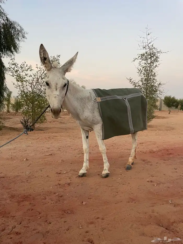 للبيع حمار مرياع شرط 3
