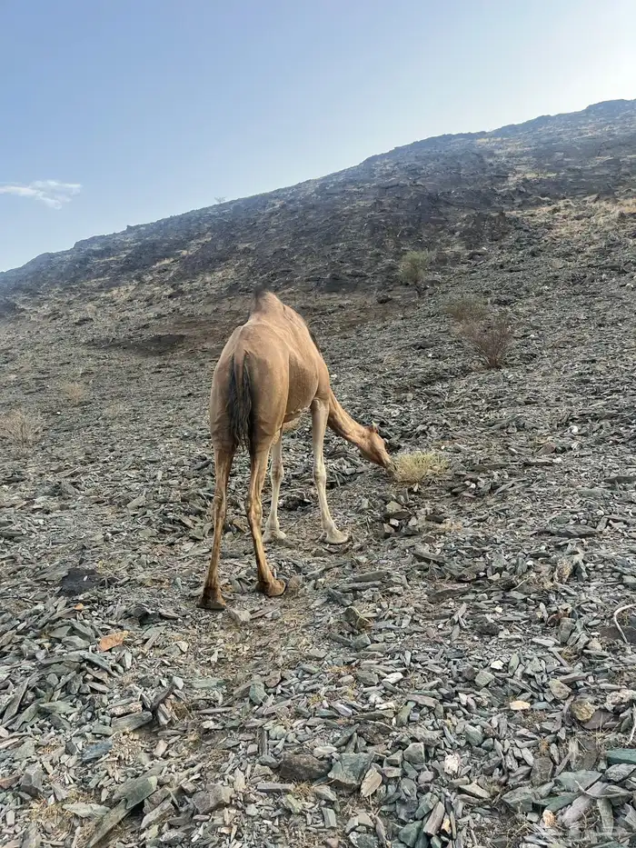 ناقه حمرا دهماء 12