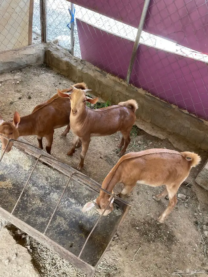للبيع تيوس بلدي 2