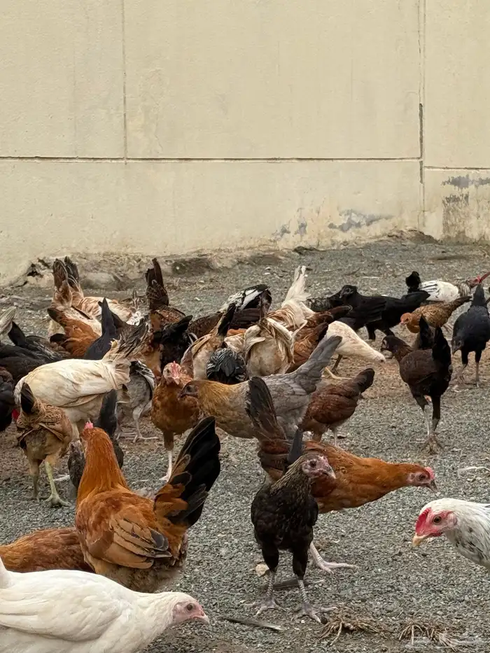 دجاج بلدي عدد 140 1