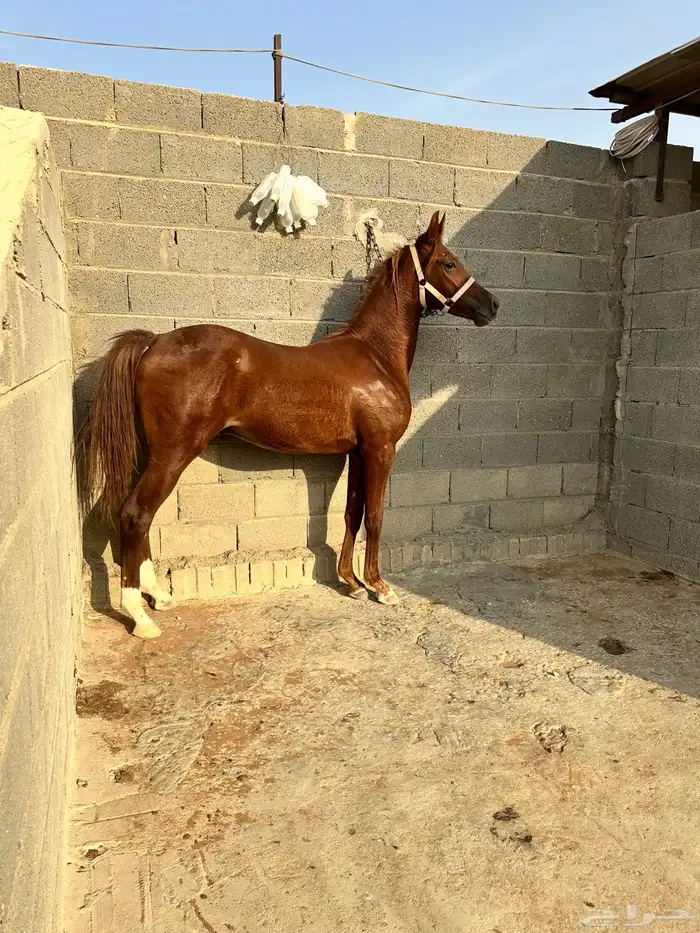 مهر للبيع شعبي 3