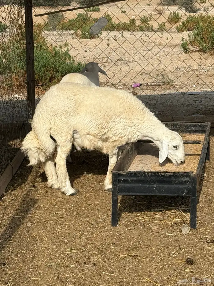 ذبايح حري 3