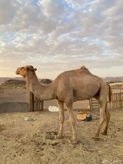 بعير ركبي للبيع او قليصه 0