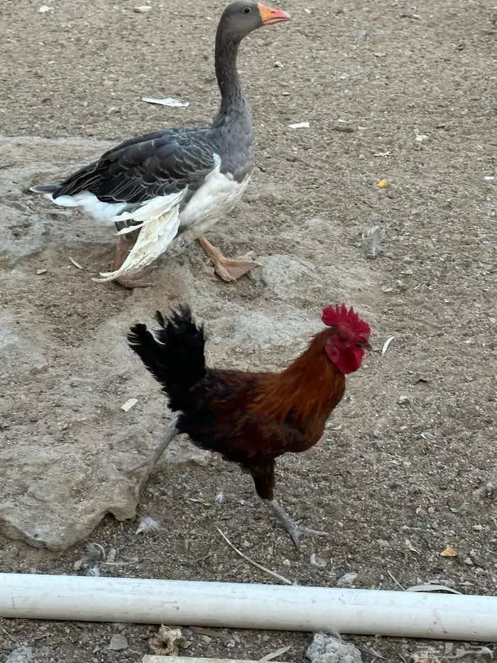 للبيع ديكه بلدي مشكل 3