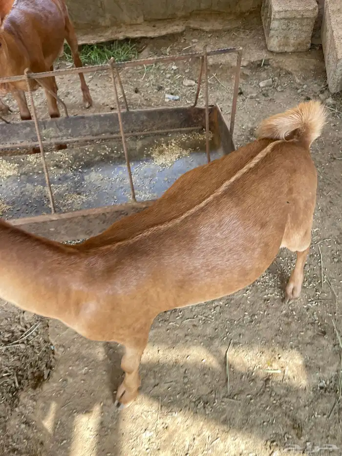 للبيع تيوس بلدي 4