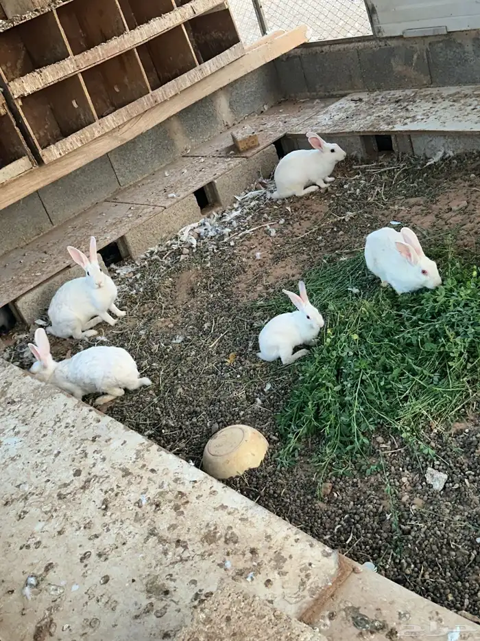 للبيع أرانب 0