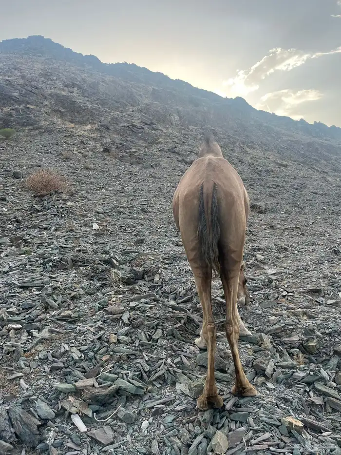 ناقه حمرا دهماء 3