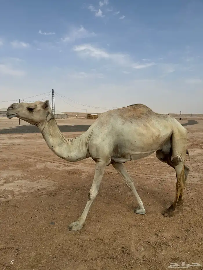 ناقة 2