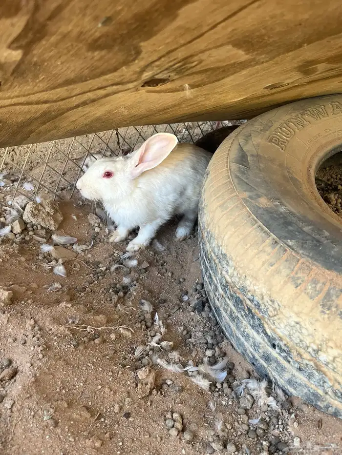 ارانب للبيع 0